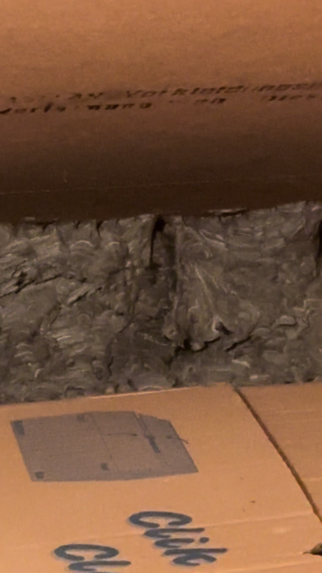 , nid de; Nid de guêpe. Impressionnant.