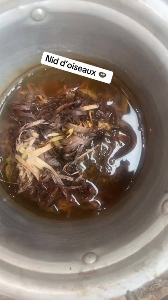 Nid d’oiseaux et ces avantage