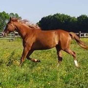 Profil DailyMotion de l’utilisateur olivier wattier