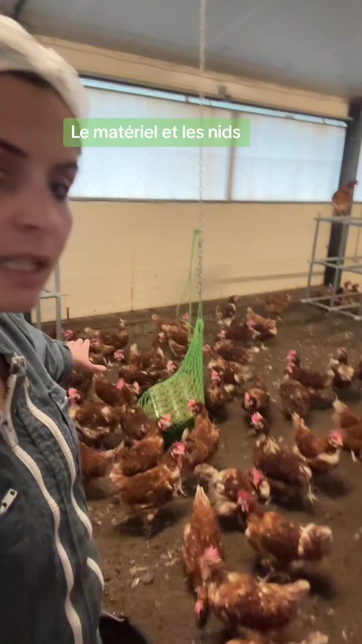 , Tiktok (nids-de-poules): Le matériel et les dans le poulailler.