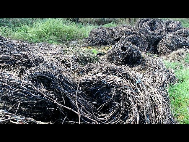 lodoenn : gisements fermentescibles à proximité du ruisseau du Caro