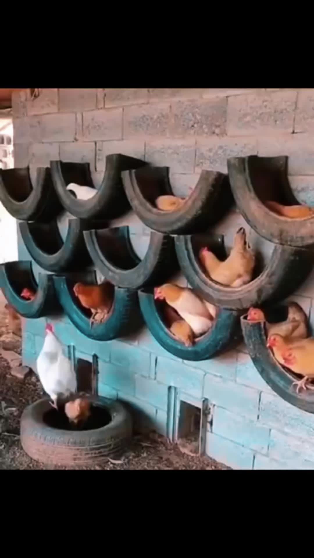 , nids de poules,NIDS DE POULET AVEC PNEUS Ils sont magnifiques, vous aidez l’environnement et sur Tiktok
