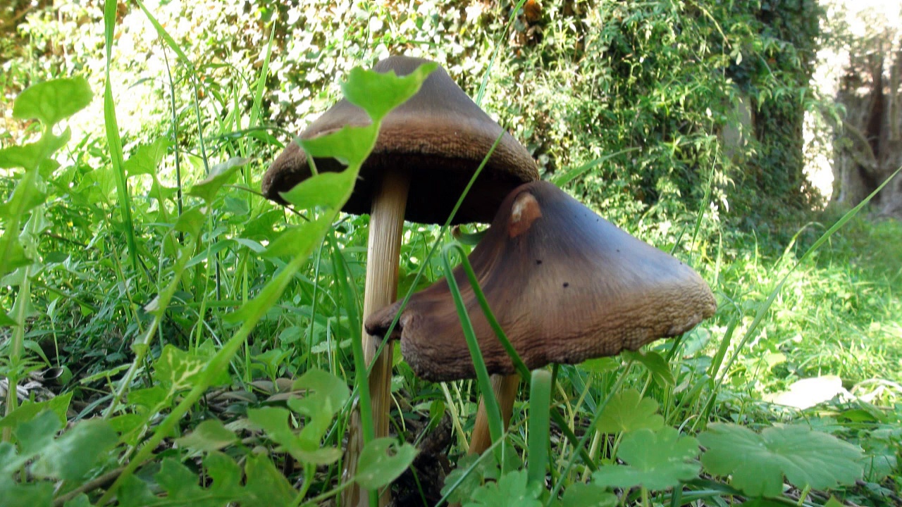 Dailymotion champignons sauvages