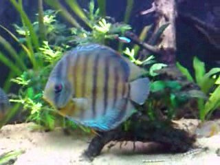 Dailymotion sauvages 051009