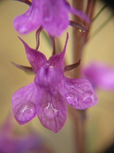 Flickr Linaria purpurea, linaria pourpre (plante, Scrophulariaceae), Nouvelle-Zélande : inflorescence violette naturalisée (fleur) identifiée par Peter Williams dans une courte ramification de gravier de la route principale, utilisée comme décharge illégale (y compris les déchets de jardin, par exemple la rhubarbe) Près du site N6, projet du département de conservation du DOC de la vallée de Whangamoa, succession indigène sous les ajoncs (Ulex europaeus, Fabaceae) par rapport au manuka (Leptospermum scoparium, Myrtaceae) et kanuka (Kunzea ericoides, Myrtaceae) une semaine de travail sur le terrain, Nelson, Île du Sud