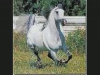 Dailymotion Chevaux sauvages