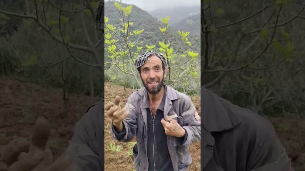 Kabylie : Quand la Poésie Chante l'Agriculture et l'Effort #agriculture #nature #PoésieKabyle