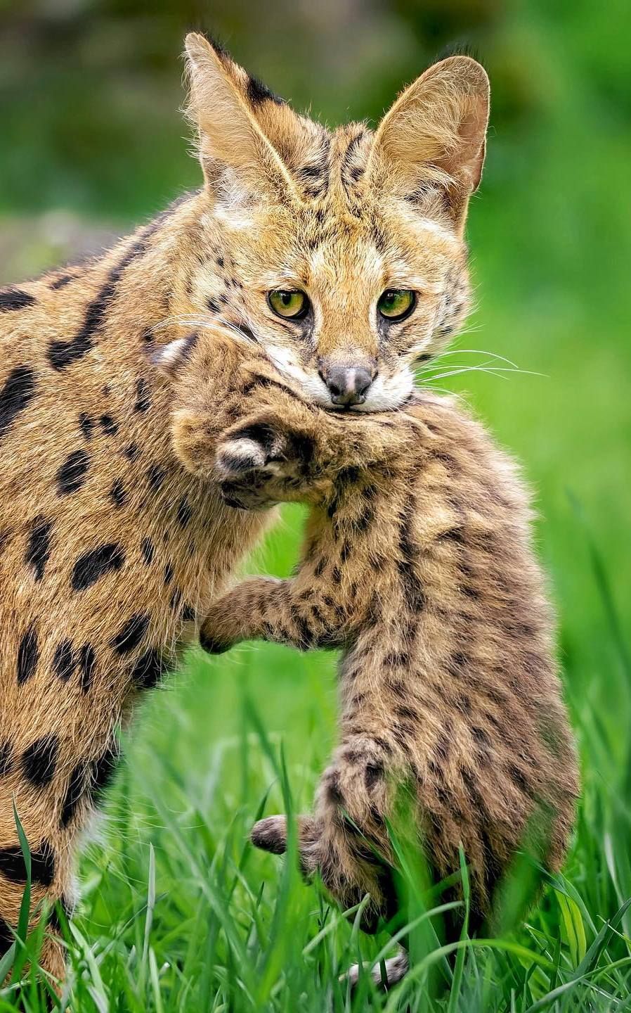 Pinterest Serval with Cub