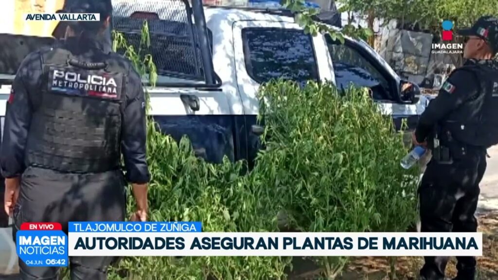 Aseguran varias plantas de cannabis en Tlajomulco | Noticias GDL con Erick Breguer