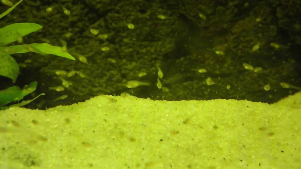 Biotoecus opercularis sauvages