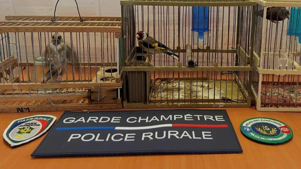 , Il est la 4e source de revenus criminels dans le monde : la police municipale de Perpignan alerte sur le trafic d’espèces protégées après une saisie