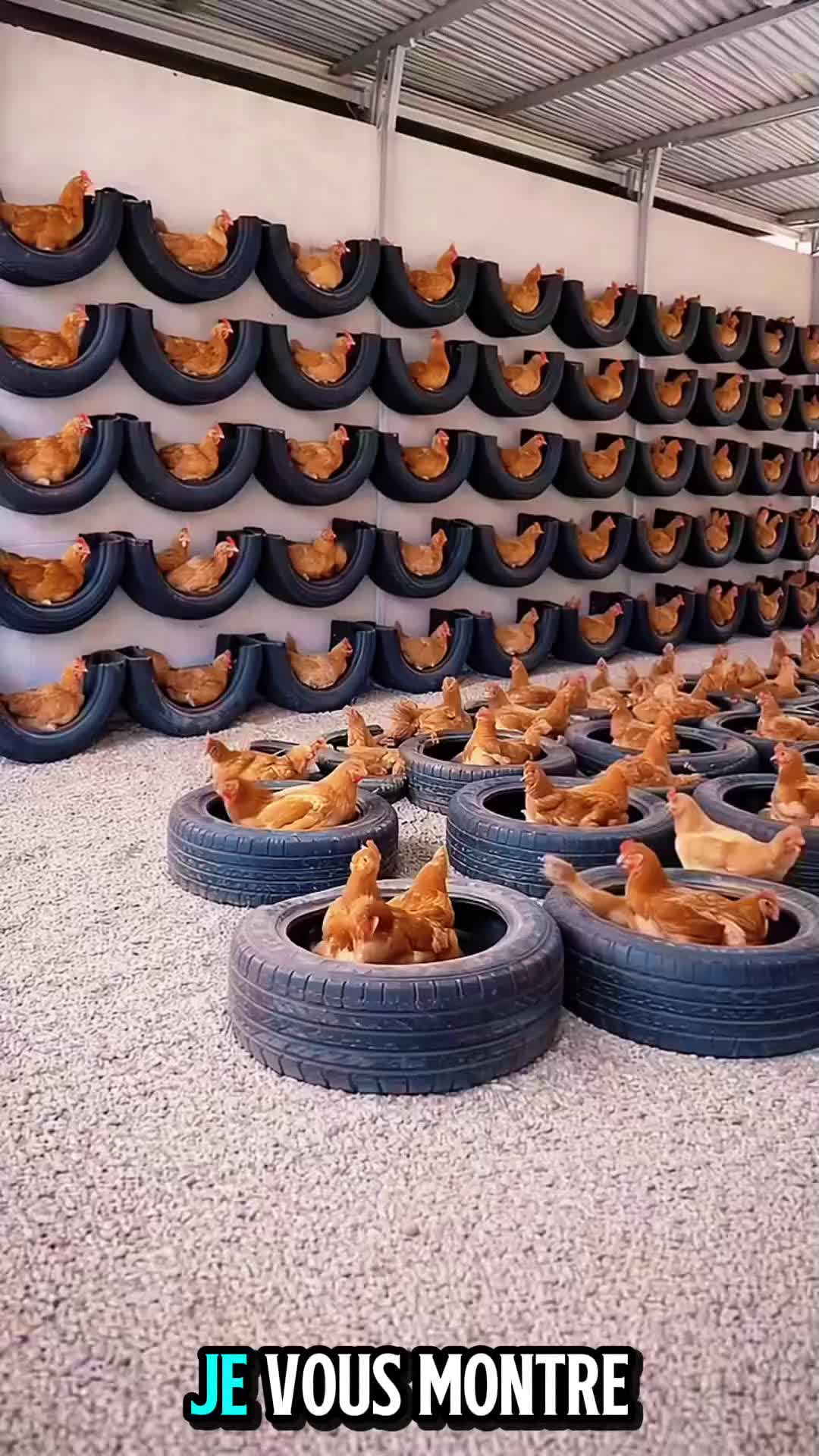 , nids de poules; Idée de pondoirs